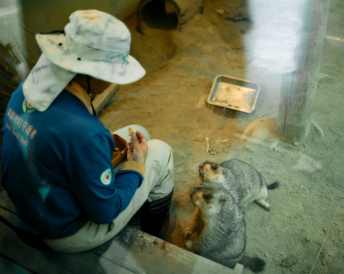 Travailler dans un zoo : les métiers clés